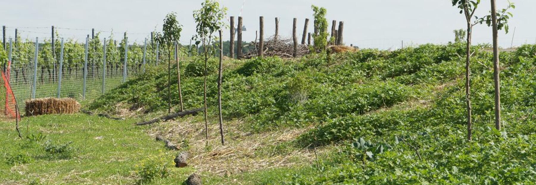 nach dem ersten Regen
