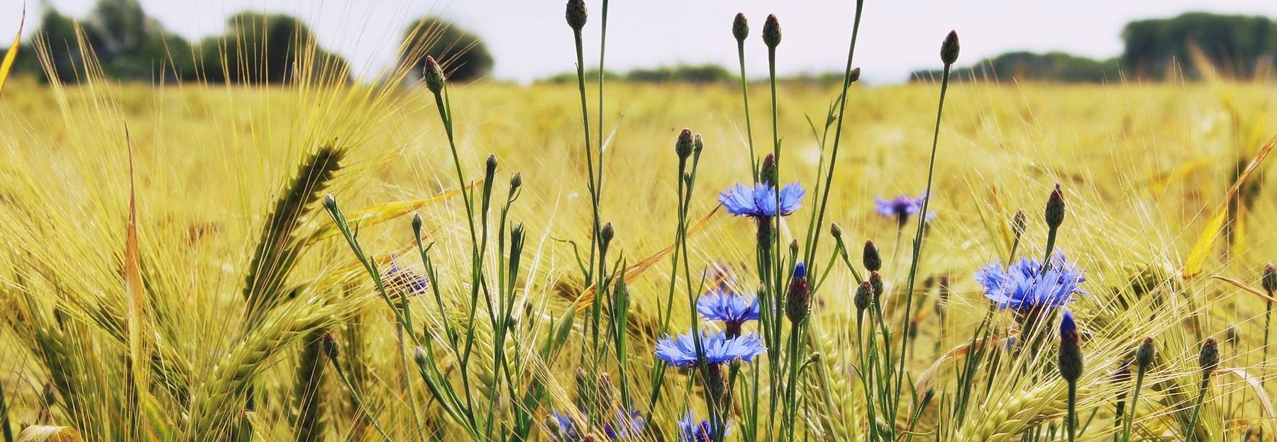 Kornblumen am Rand eines Gersten-Feldes