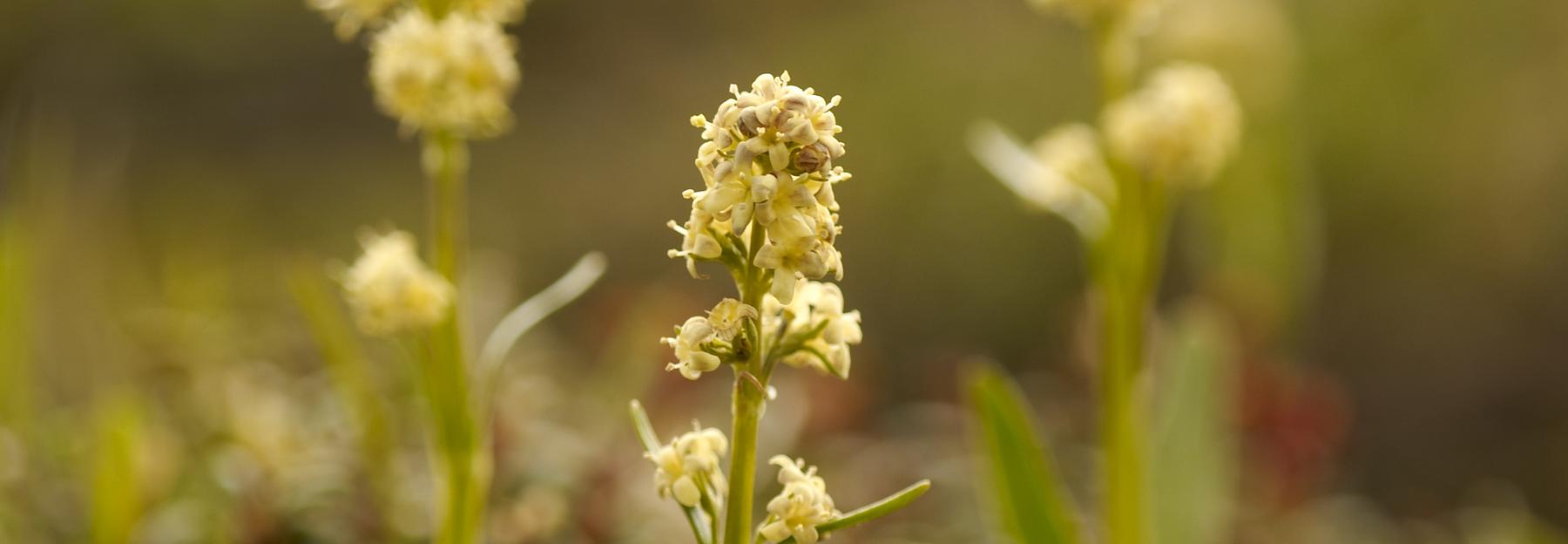 Echter Speik (Valeriana celtica)