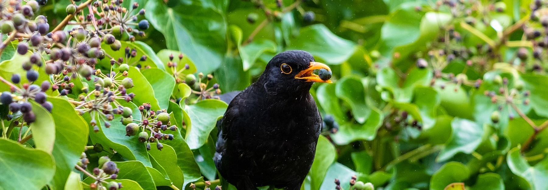 Amsel, Männchen