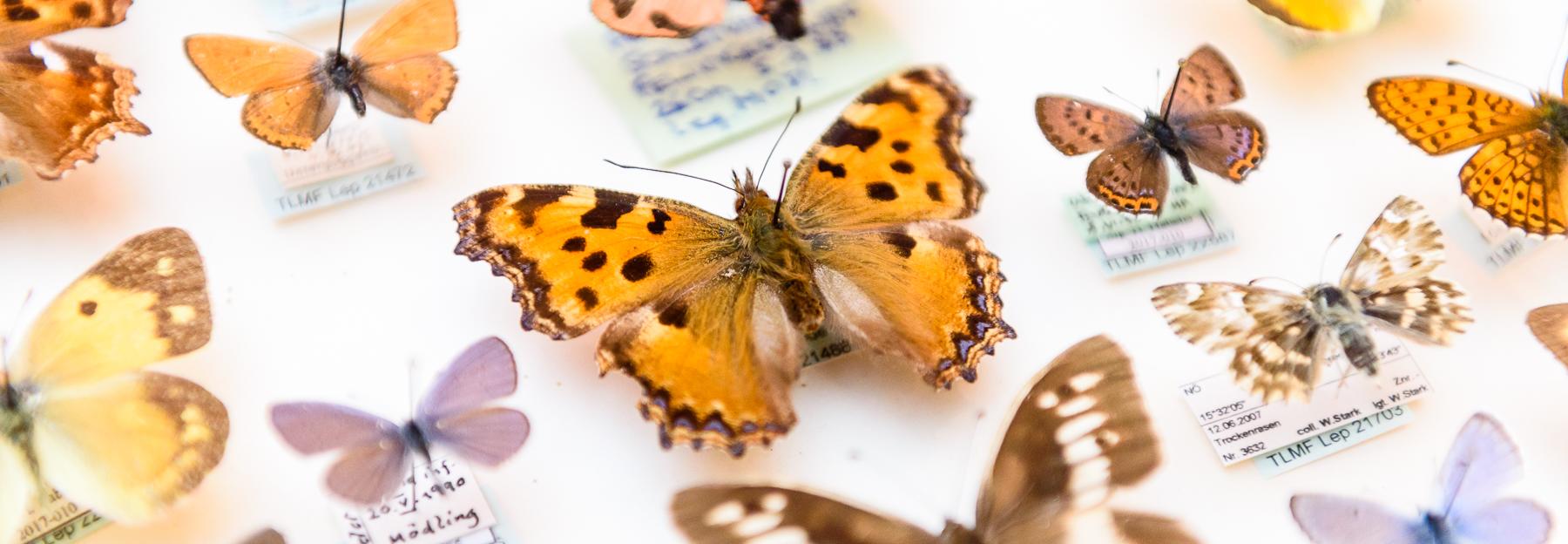Ausgeflattert - Schmetterlingspräparate im Schaukasten