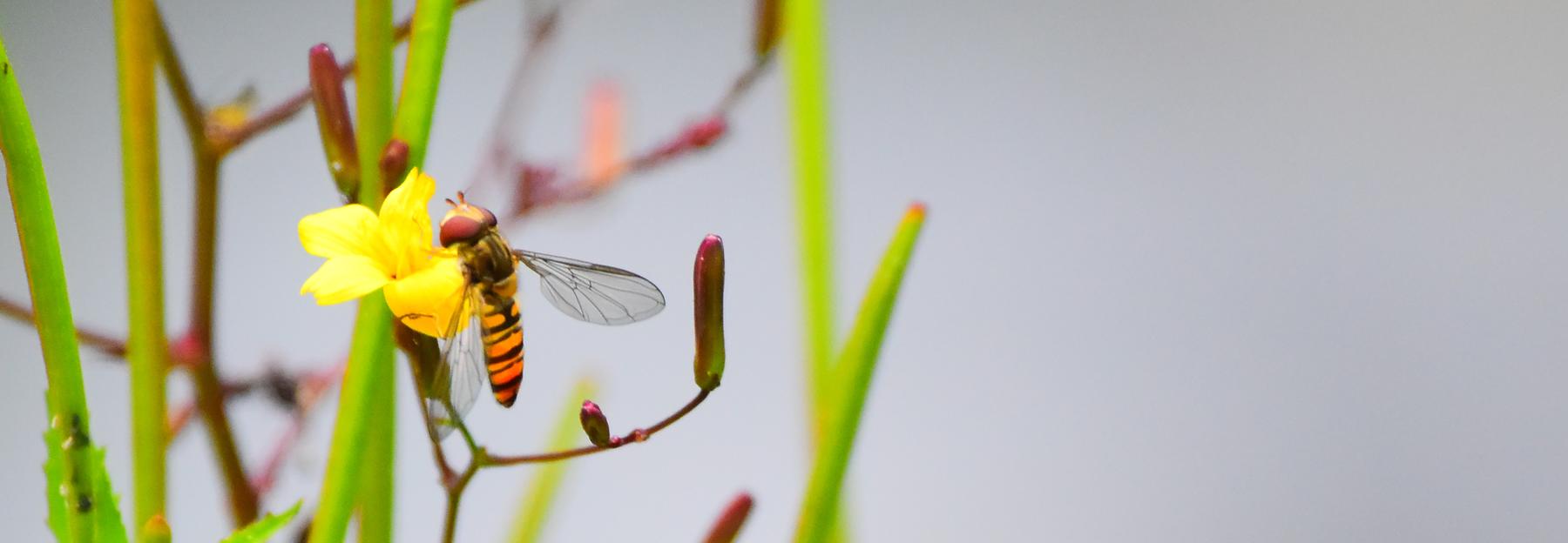 Hainschwebfliege beim Blütenbesuch