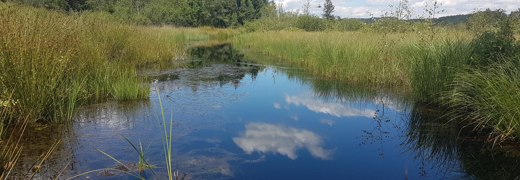 Moorgewässer - Ibmer Moor, Oberösterreich