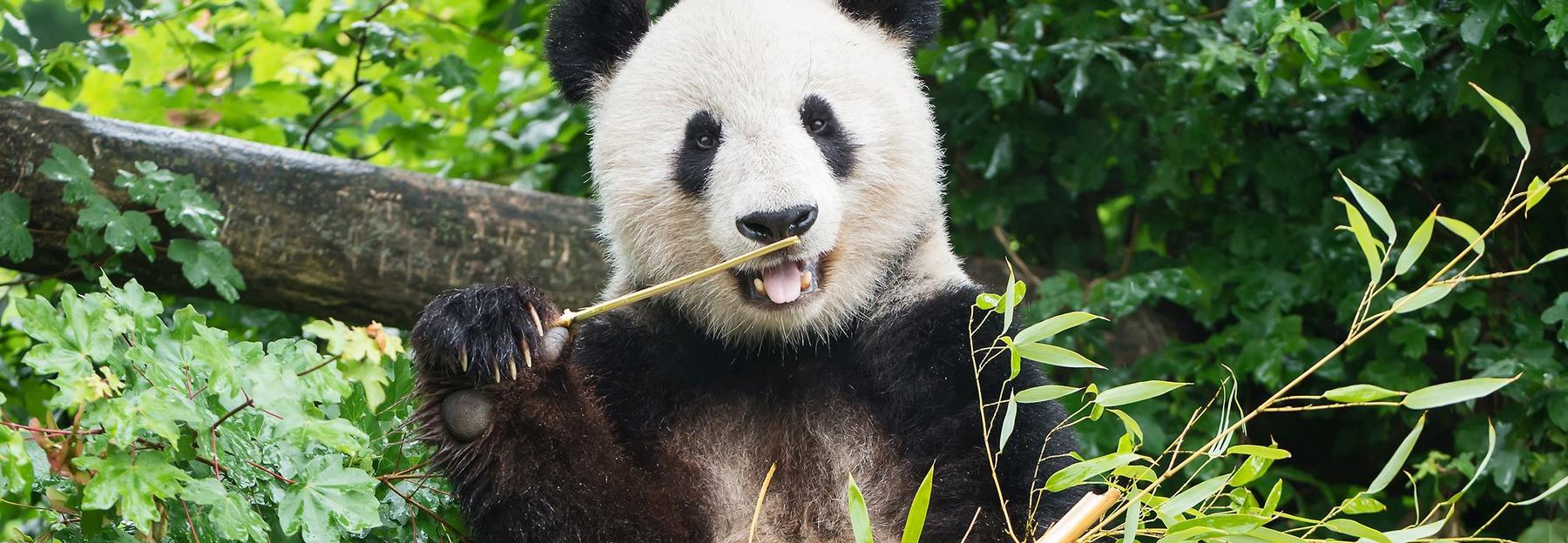 Großer Panda im Tiergarten Schönbrunn