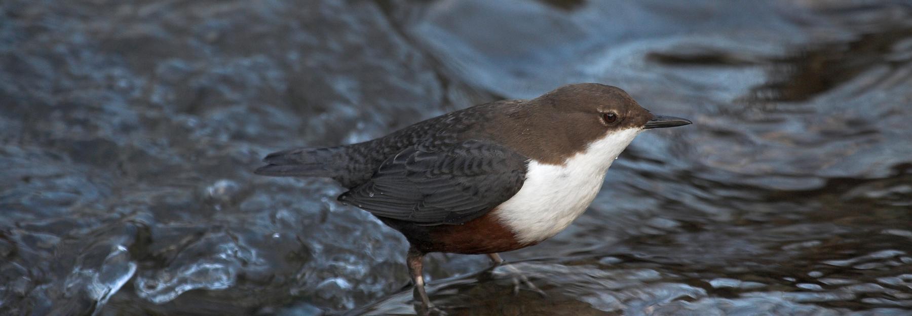 Wasseramsel Naturpark Ötscher-Tormäuer