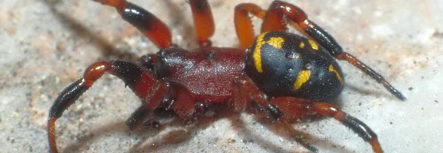 Ein Exemplar der Bunten Bodenkugelspinne mit typischen gelben Muster am Hinterleib