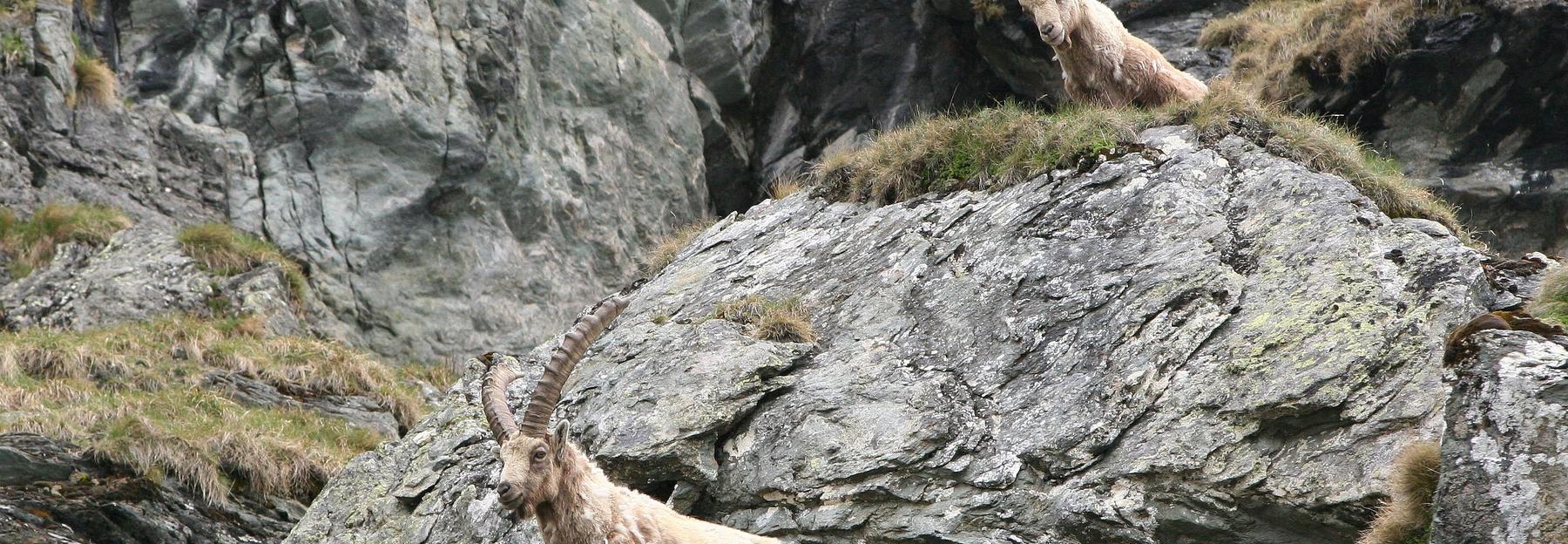 Steinböcke im Nationalpark Hohe Tauern