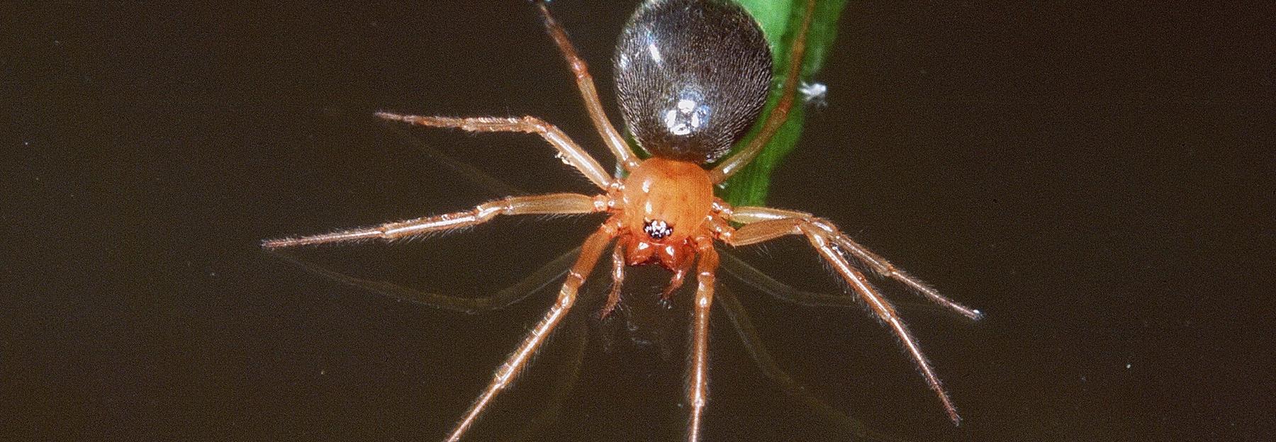 Gefleckter Schilfweber auf einem Halm