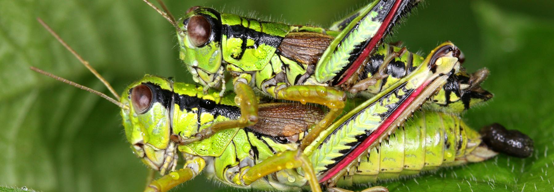 Alpine Gebirgsschrecken, Miramella alpina, 2 Exemplare der Heuschrecken auf einem Blatt