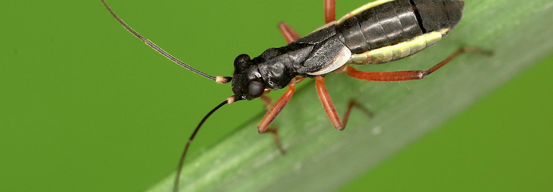 Ameisenähnliche Weichwanze auf einem Halm