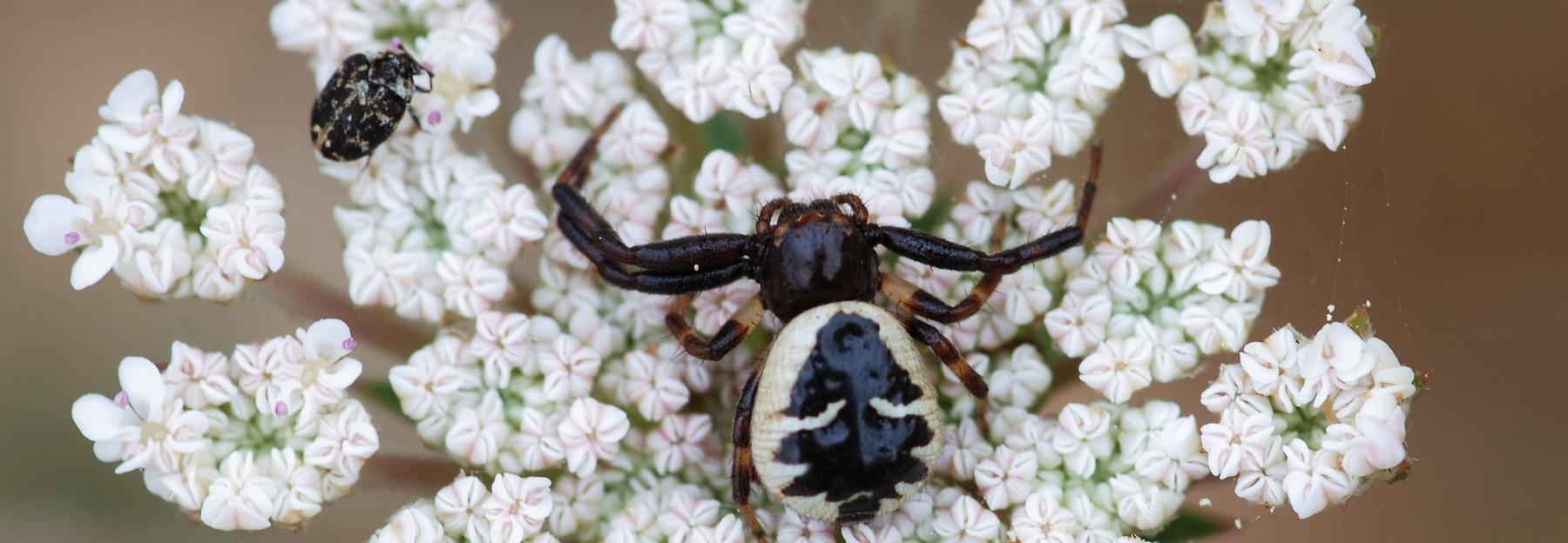 Blüten-Krabbenspinne auf einer weißen Doldenblüte