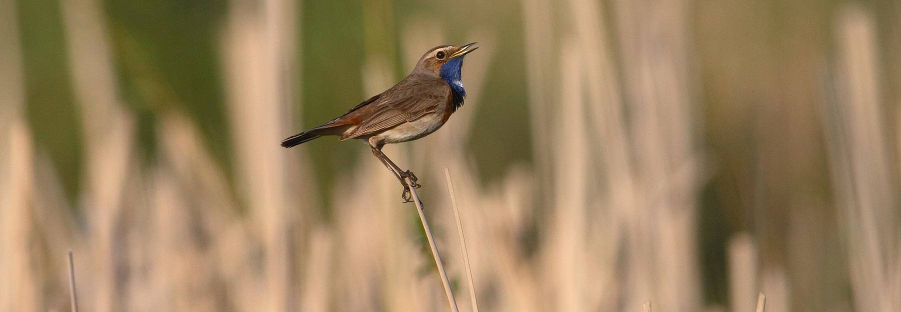 Ein singendes Blaukehlchen-Männchen in der Projektfläche anno 2011 