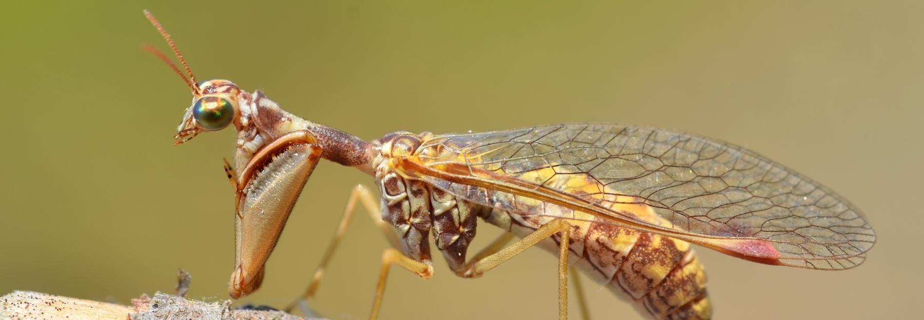 Steierischer Fanghaft, von der Seite, auf einem kleinen Ast