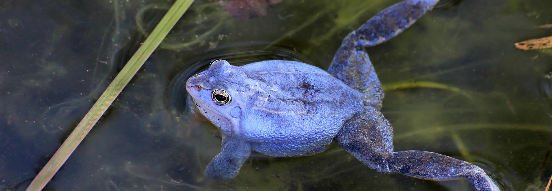 schwimmendes Moorfrosch-Männchen, zur Balzzeit blau gefärbt