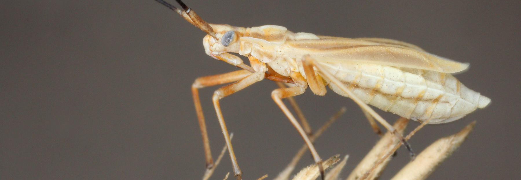 Acetropis carinata