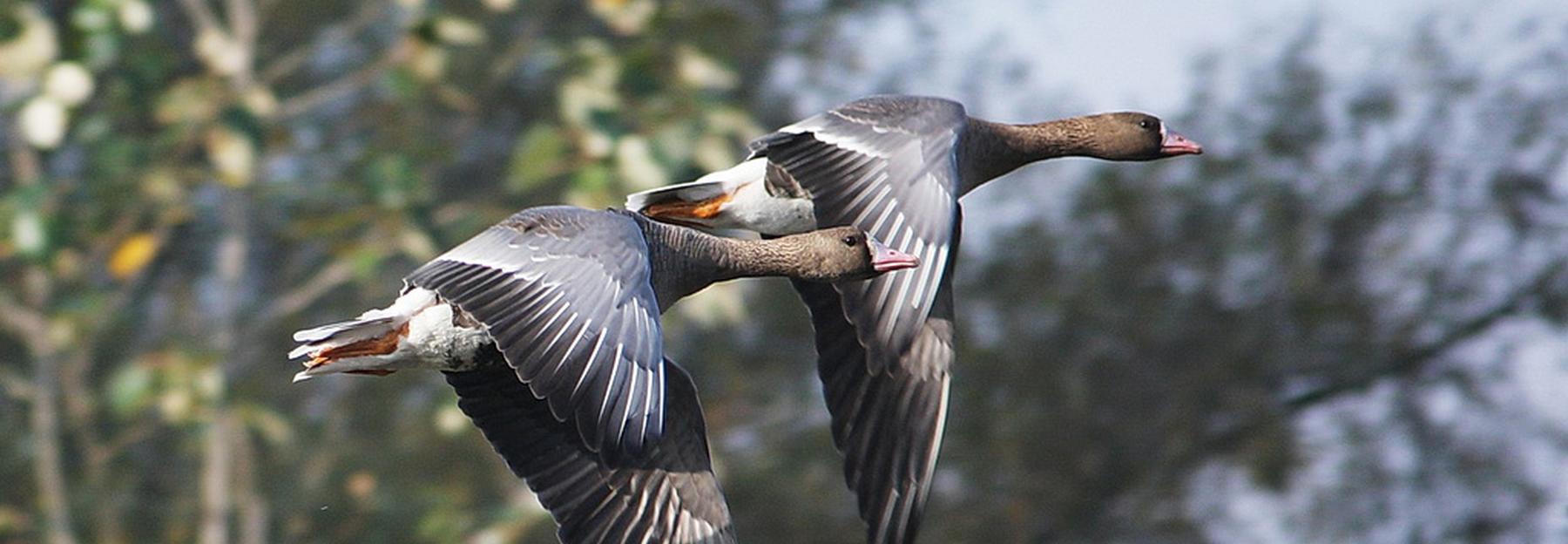 Blässgänse im Flug