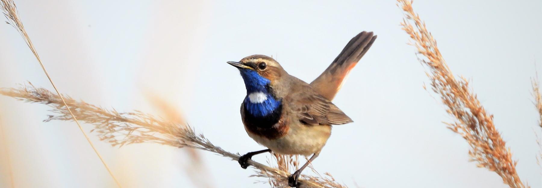 Blaukehlchen, männliches Exemplar auf Schilfhalm