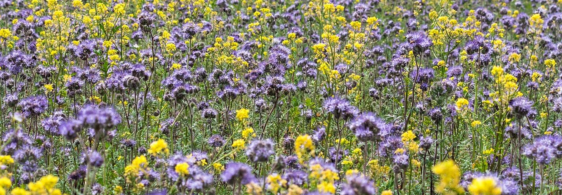 Grünbrache mit Phacelia