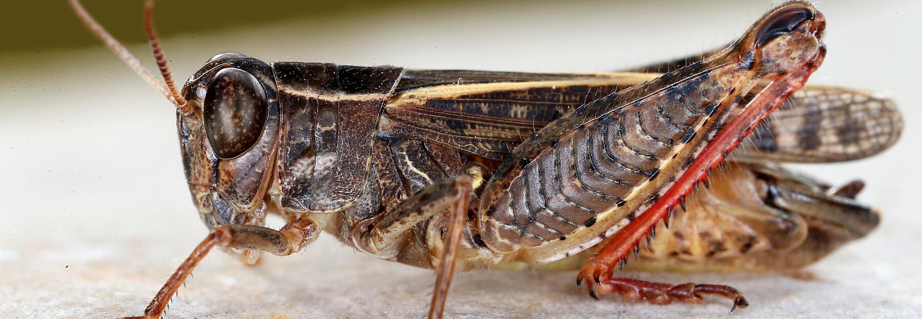 Italienische Schönschrecke