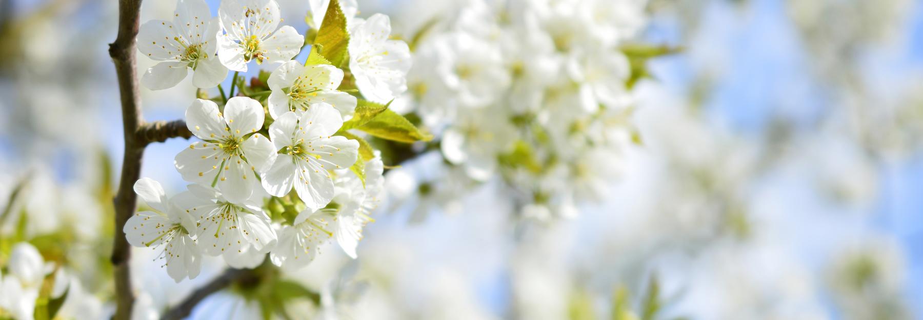 Vogelkirsche, Blüten