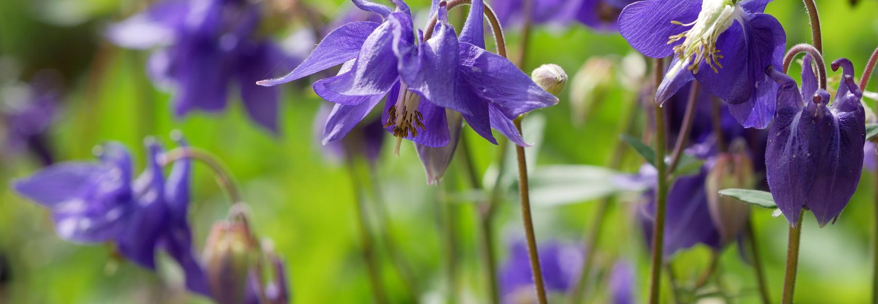 Akelei, Blüten