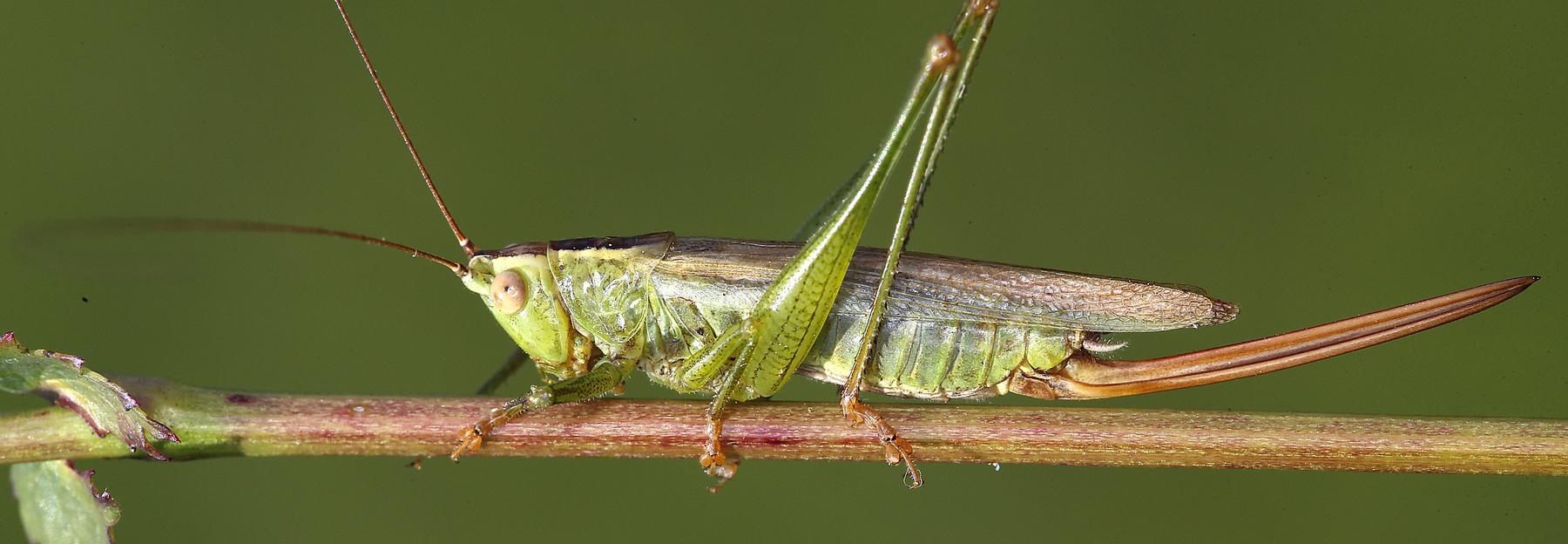 Conocephalus fuscus
