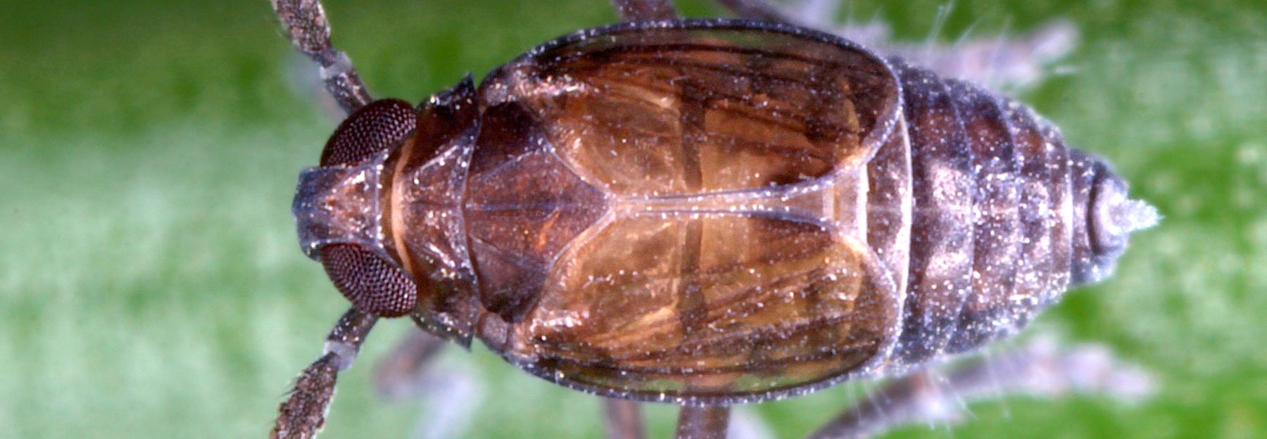 Delphacodes capnodes