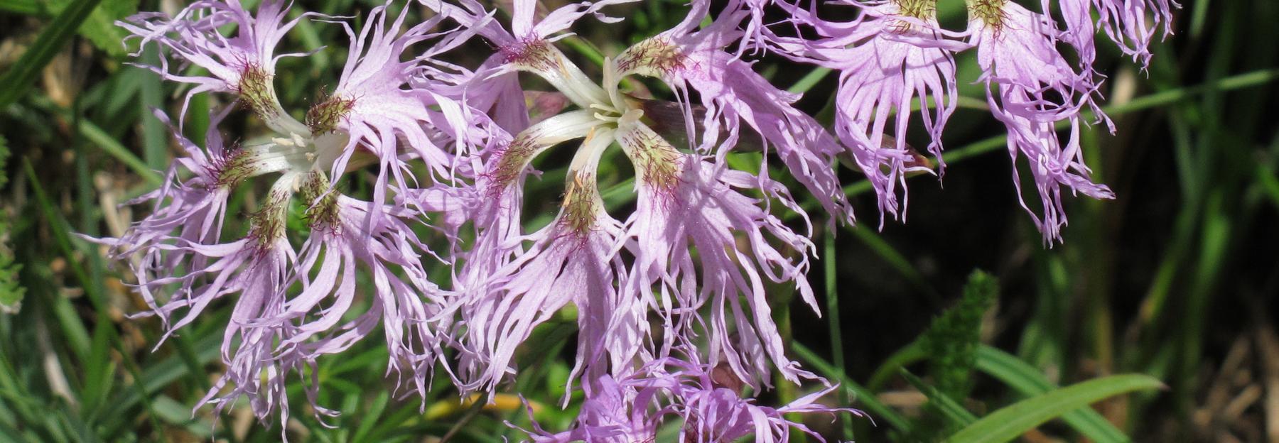 Dianthus superbus