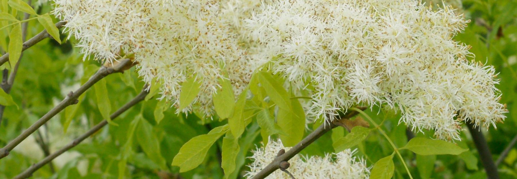 Blumen-Esche (Fraxinus ornus),
