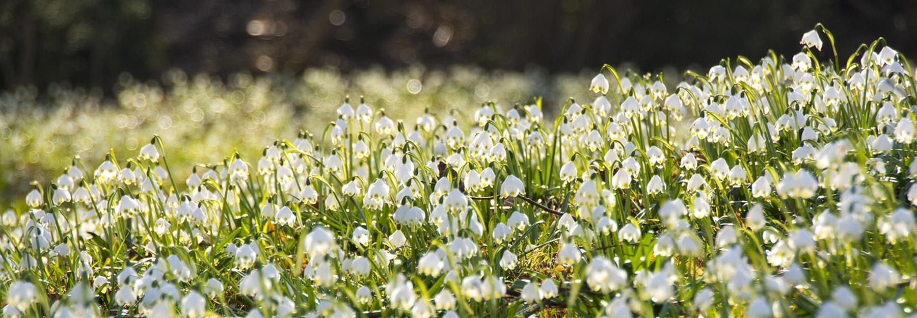 Frühlings-Knotenblumen