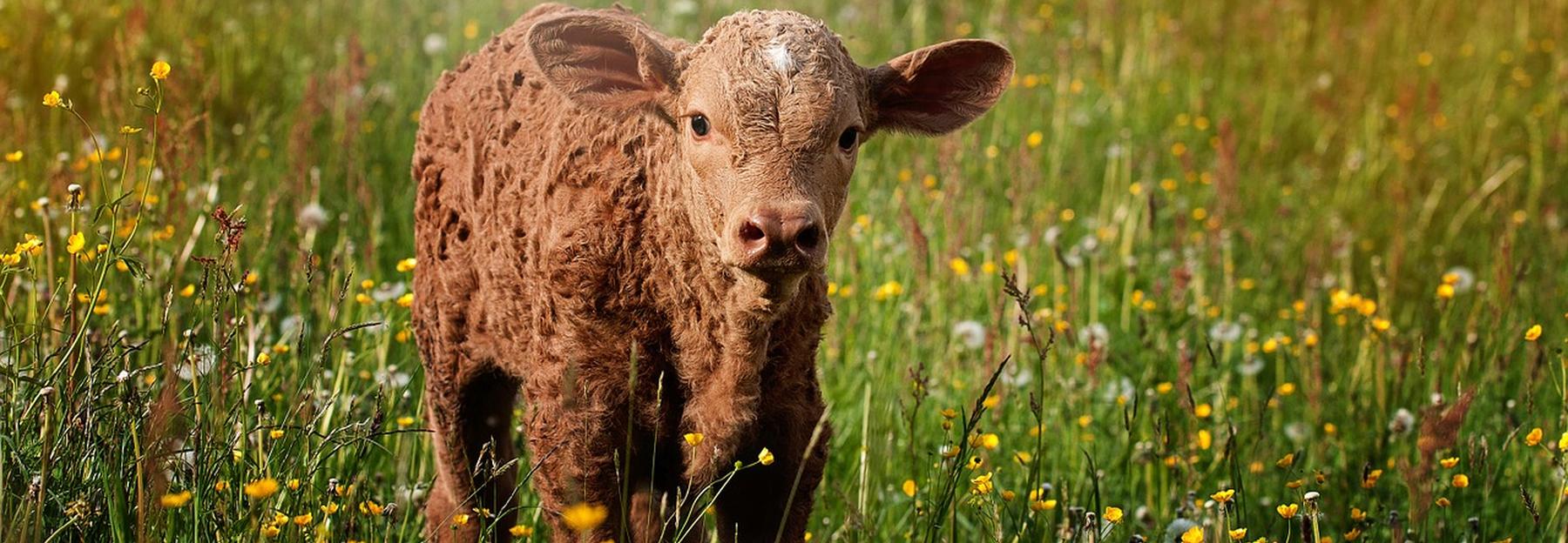 Kalb in einer Blumenwiese