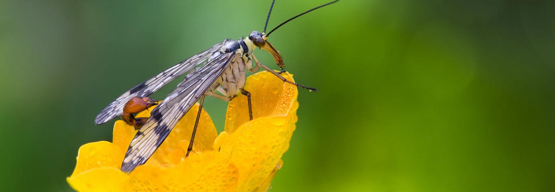 Gemeine Skorpionsfliege auf einer Blume