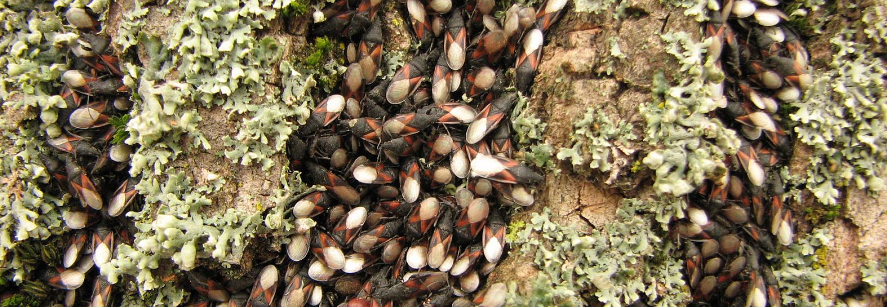 Aggregation von Lindenwanzen an einem Lindenstamm