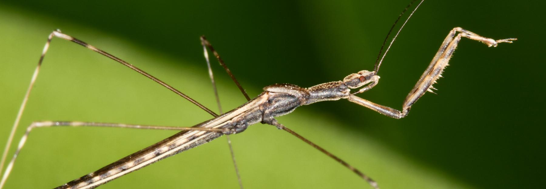 Metapterus linearis
