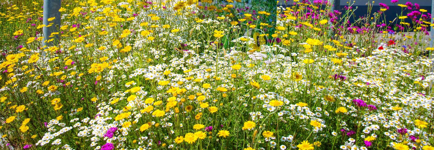 Vorzeigegemeinde Naturnahes Grün in Gleinstätten