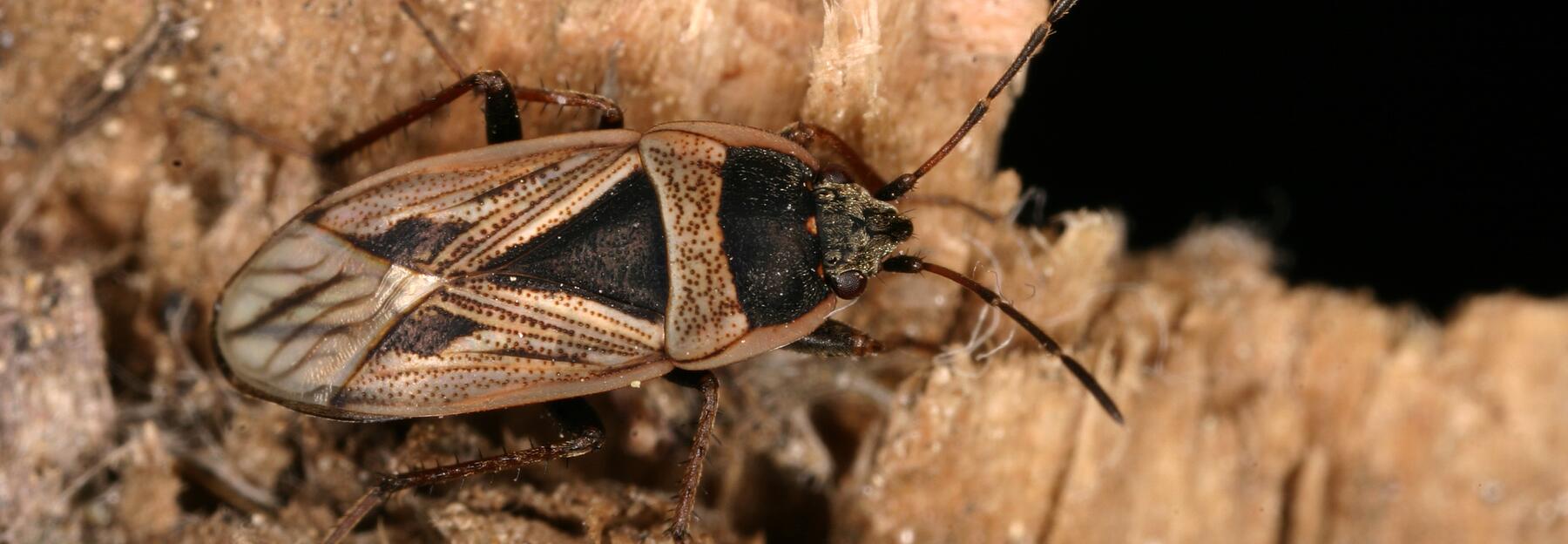 Xanthochilus quadratus