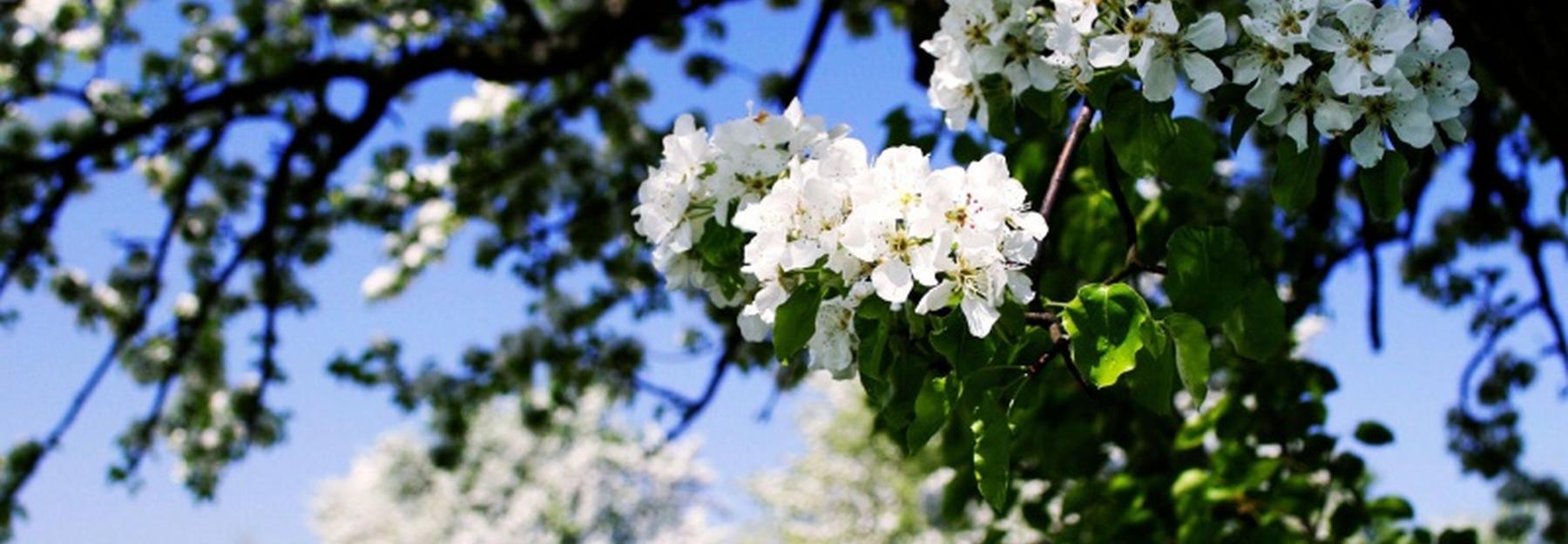 Birn-Baum-Blüte in der Streuobstwiese 