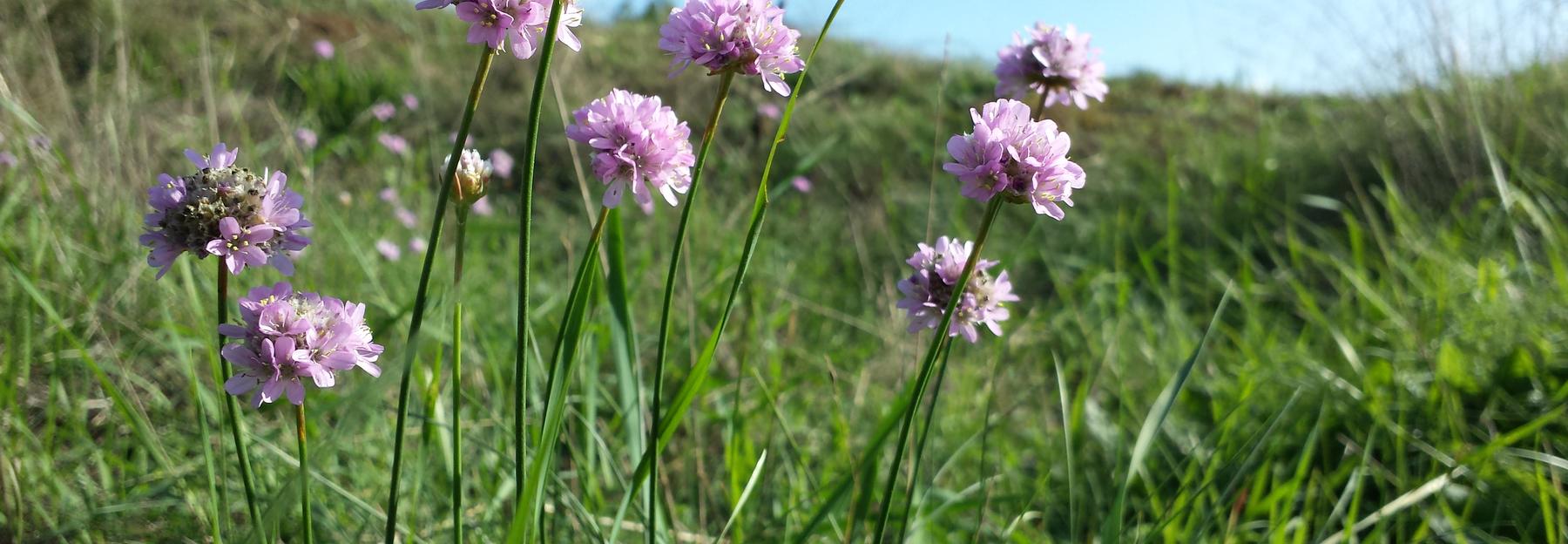 Armeria elongata