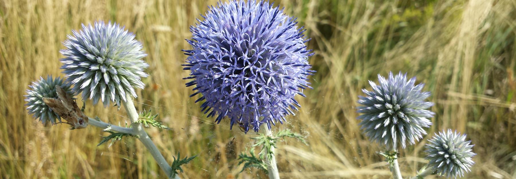 Echinops ritro (subsp. ruthenicus)