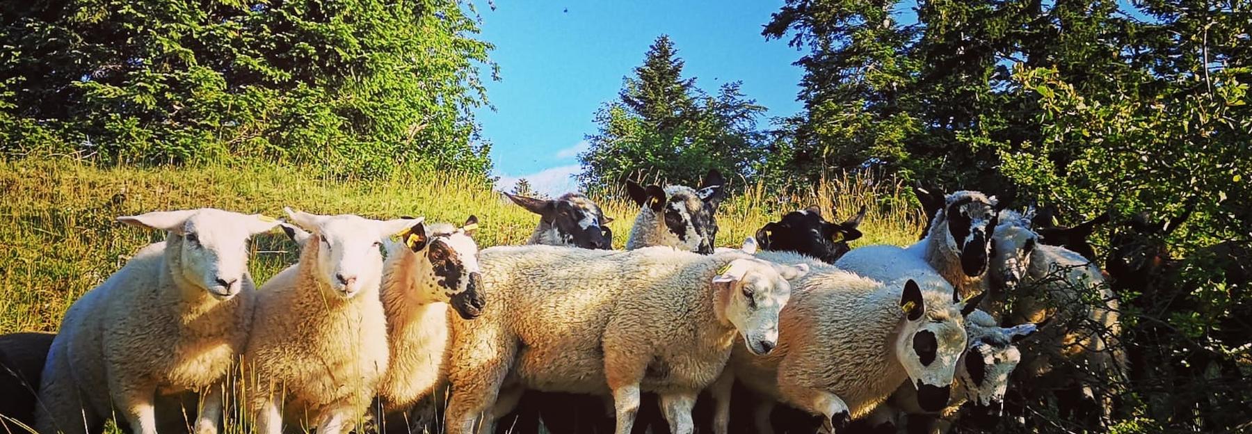 Schafbeweidung im Naturpark Hohe Wand