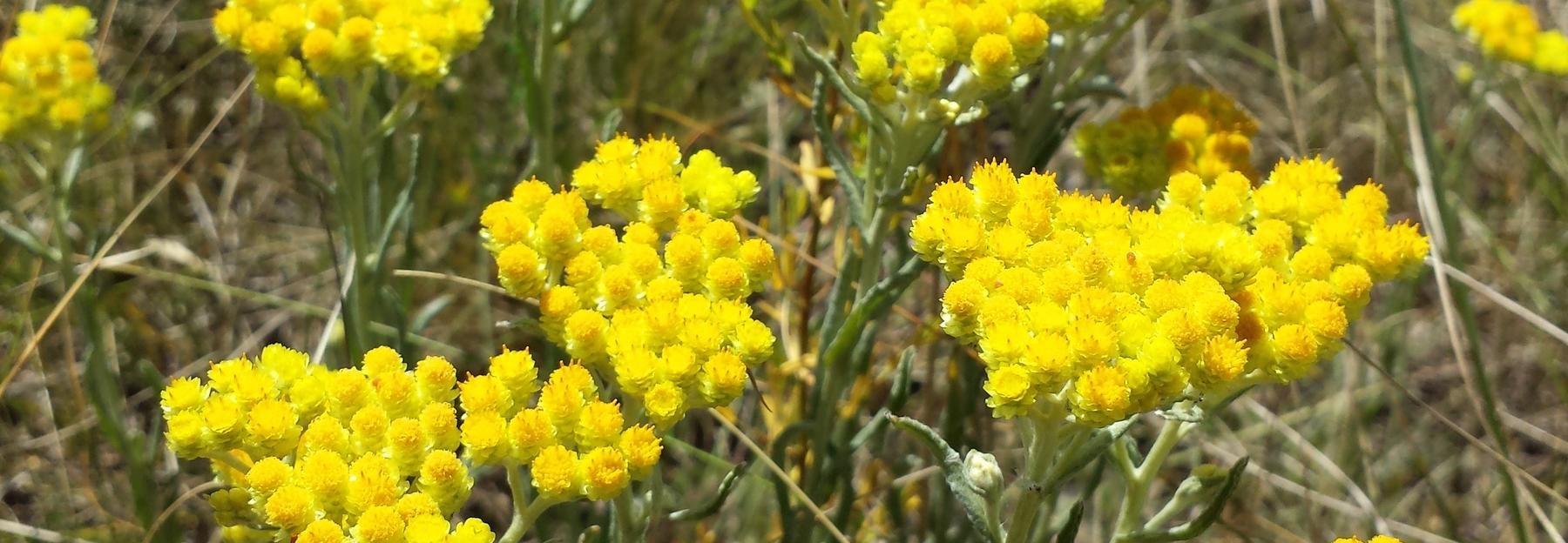 Helichrysum arenarium