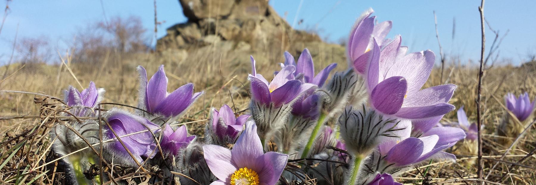 Pulsatilla grandis