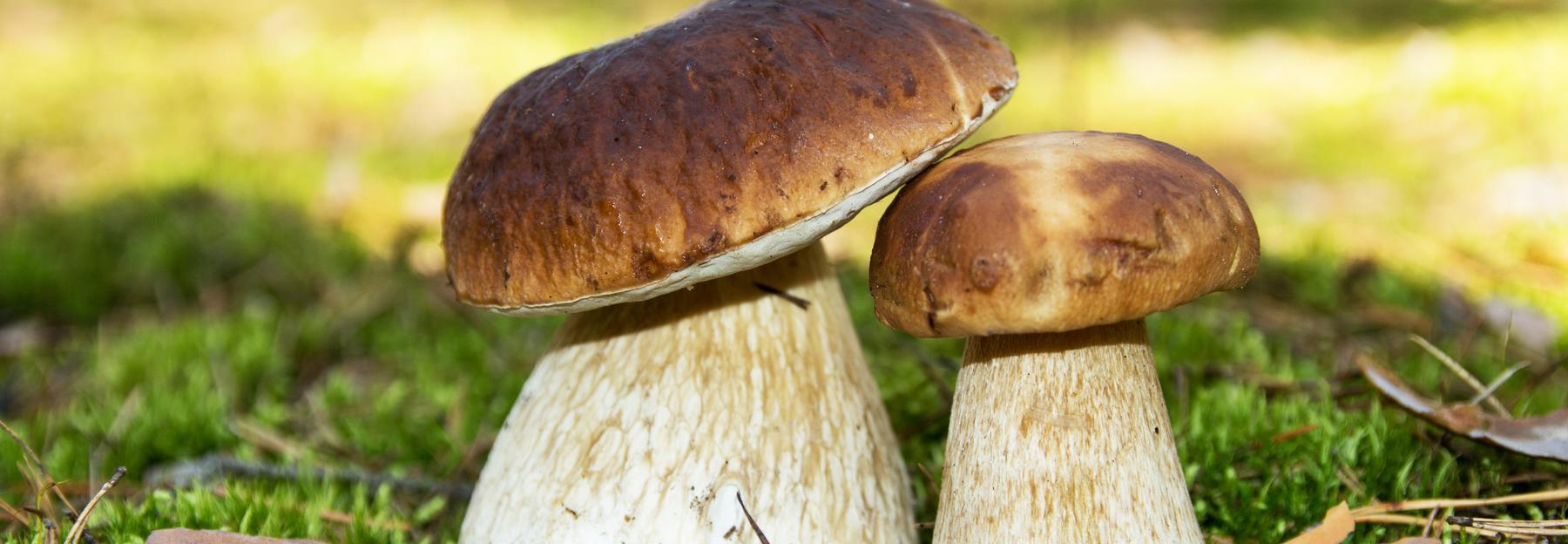 Zwei Steinpilze im Wald