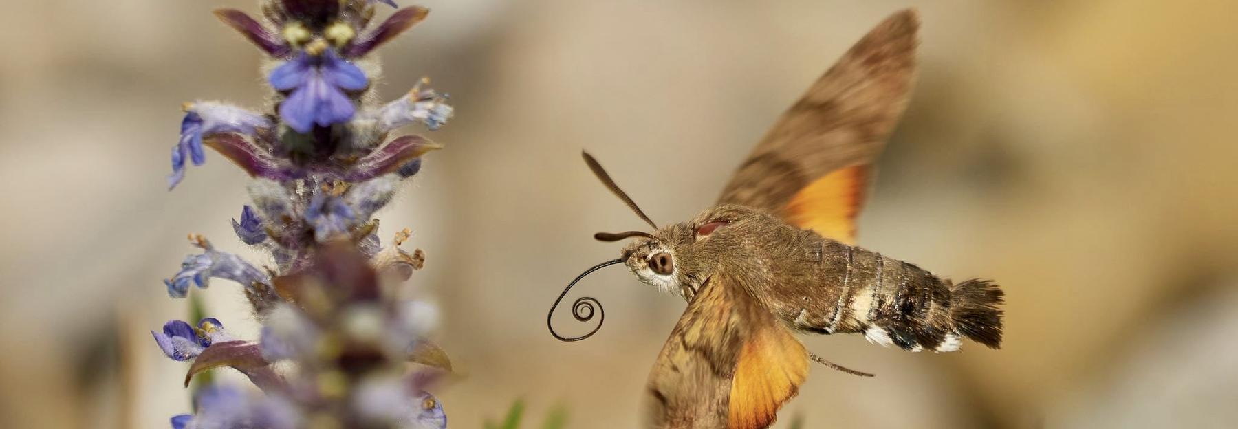 Most liked Schmetterlingsfoto in der App, Taubenschwänzchen