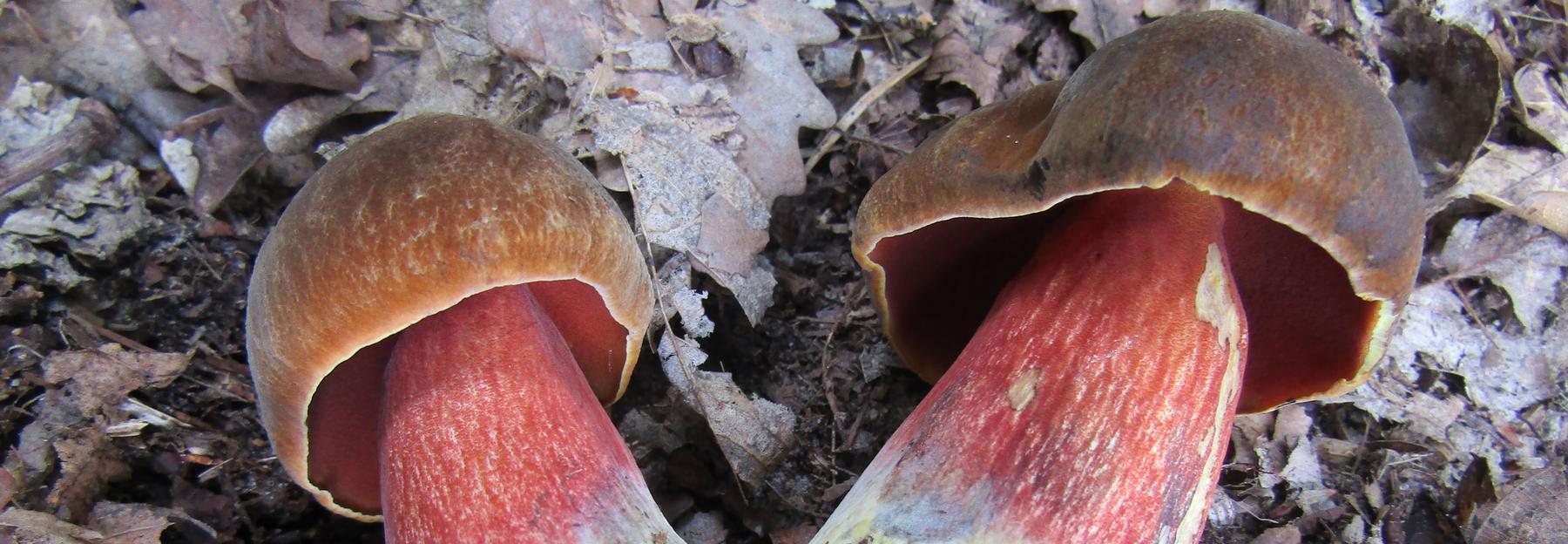 2 Fruchtkörper des Flockenstieligen Hexenröhrlings am Waldboden