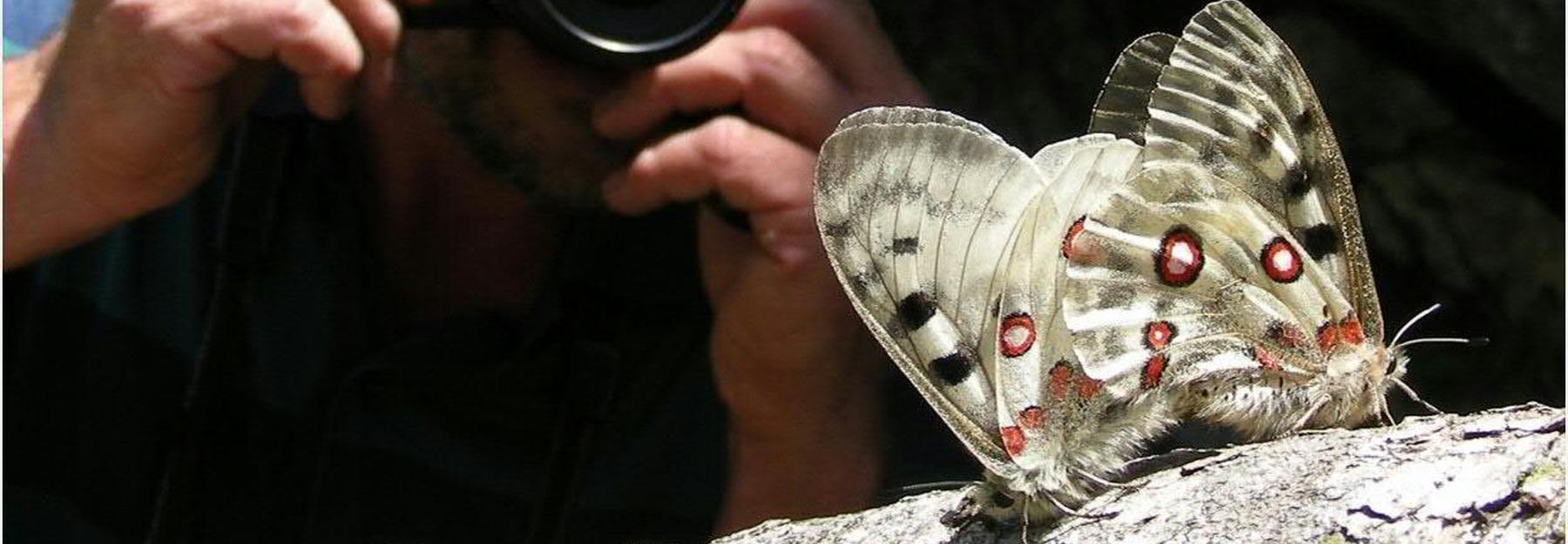 Citizen Science - beim Fotografieren von Schmetterlingen