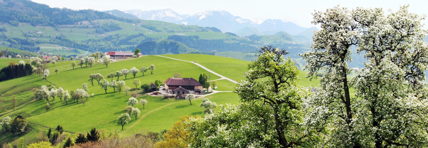 Landschaftbild vom Mostviertel in der Blütezeit