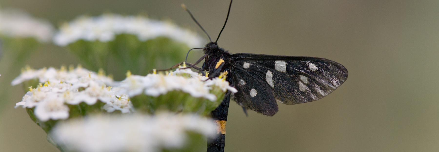 Schmetterling auf Blüte