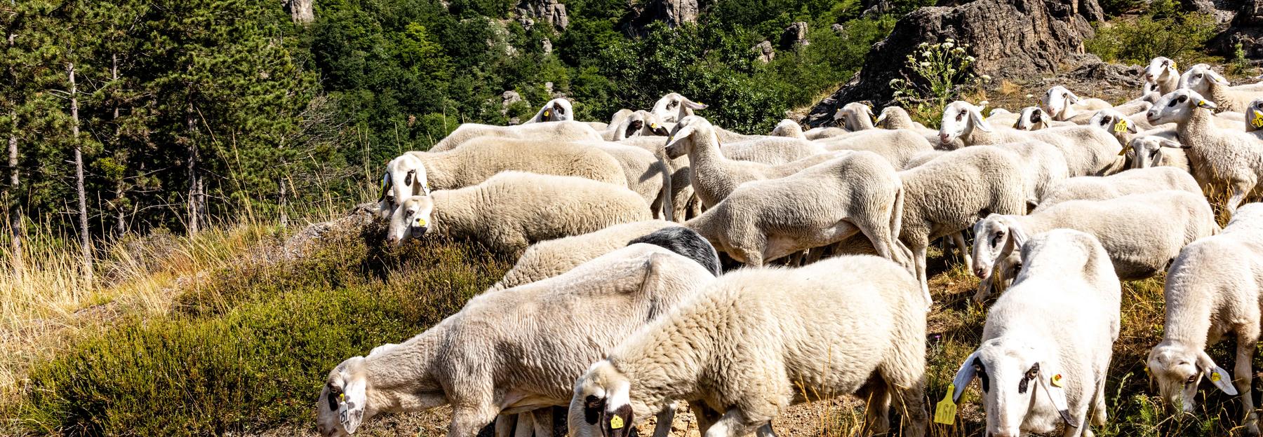 Schafe beim Trieb in Dürnstein