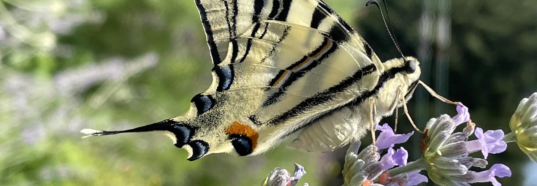 Zu sehen ist das Foto mit den meisten Likes der Gartenaktion 2021: ein Segelfalter